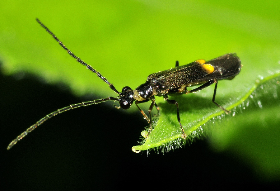 Cantharidae:   Malthodes sp.